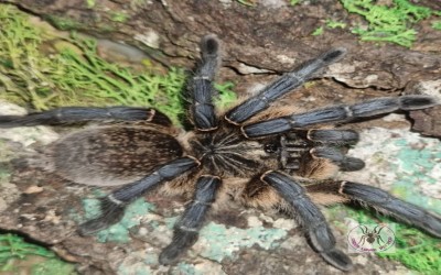 Harpactira pulchripes Adult Female tarantula